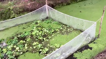 Nuôi ốc bưu vàng con cho cá bống tượng giống ăn dần