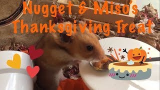 CUTE HAMSTERS EATING PUMPKIN🎃 | Happy Thanksgiving! 🦃🍁🍂🐹