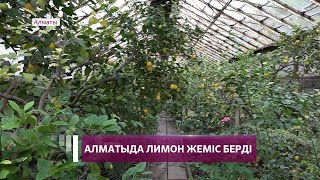 Алматылық тұрғын лимон өсіріп, жылына 6 тоннаға дейін өнім алады (28.10.21)