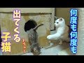 【子猫の成長記録】何度も箱の中から出てくる子猫(生後26日目)