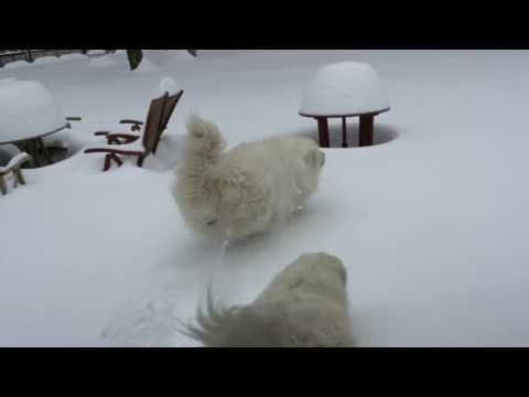 雪を食べる犬  