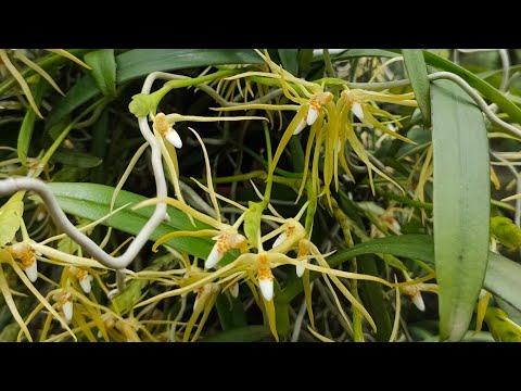 Lan Râu Mực Thơm, Lan Xương Cá Nhện, Macropodanthus alatus, Thrixspermum centipeda Toán Ròm Garden
