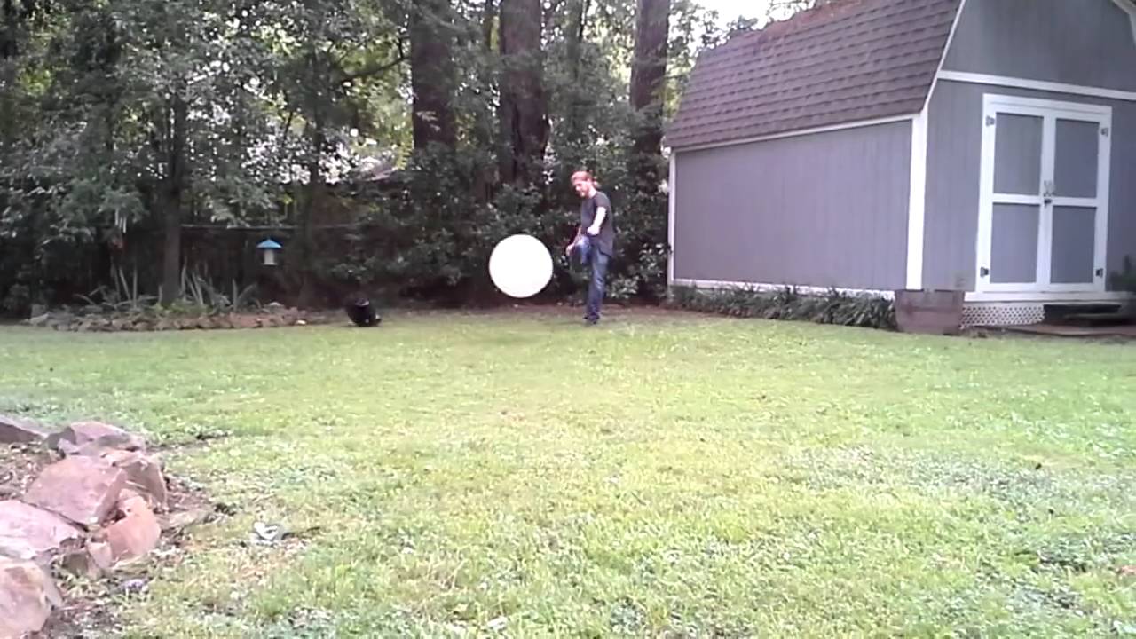 Dog Bounces Off Ball YouTube