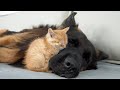 Rescued Kitten Refuses To Sleep Unless He S Beside His German Shepherd mp3