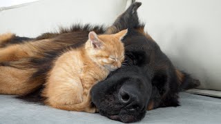 Download Lagu Rescued Kitten Refuses To Sleep Unless He’s Beside His German Shepherd MP3 Download Lagu Rescued Kitten Refuses To Sleep Unless He’s Beside His German Shepherd MP3