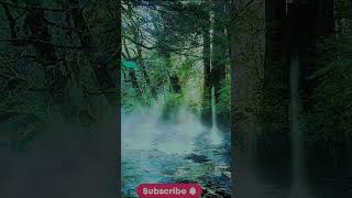 🌿 Tranquil Forest Escape: Moss, Trees &amp; Wood Sounds for Relaxation 🌳 | Soothing Nature Footage