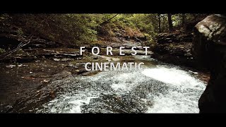 FOREST | CINEMATIC VIDEO 4K