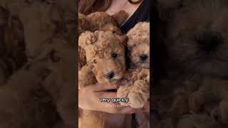 250 Dogs Found Crammed in ONE Room (Explained) 😱