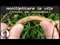 RIPRODURRE LA VITE PER PROPAGGINE, reproducir la vid por propage, reproduce the vine by propage