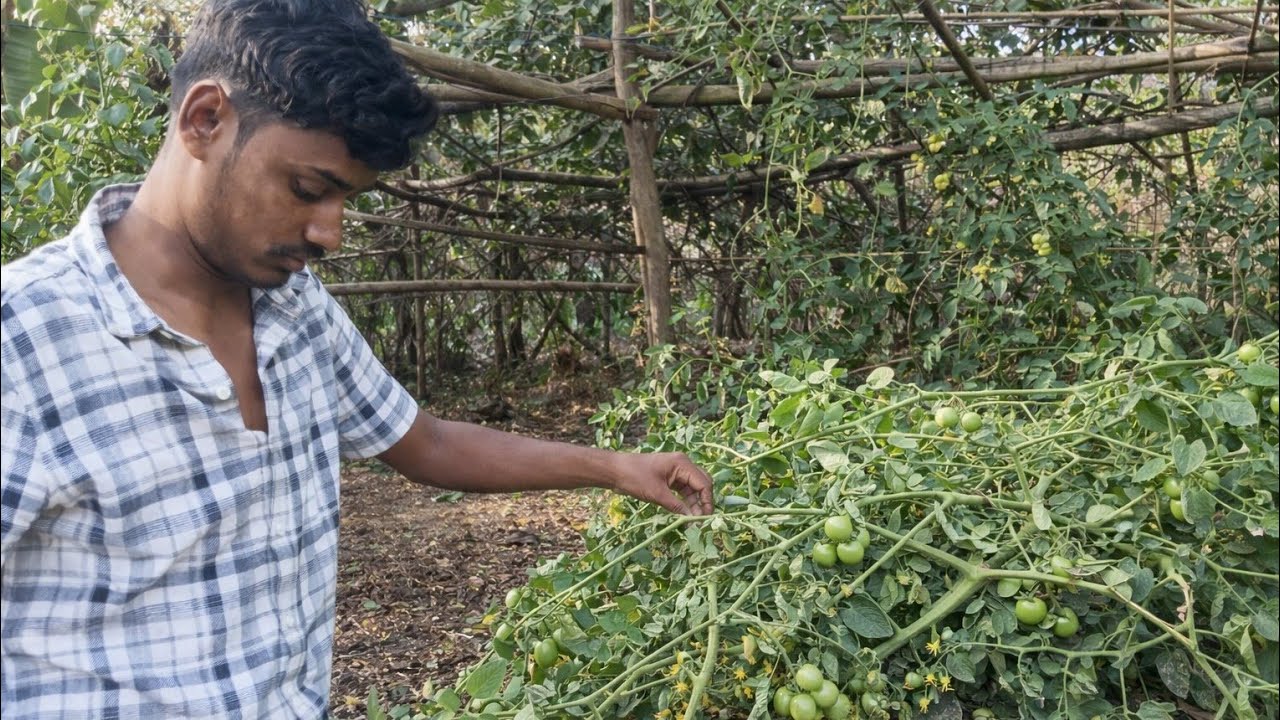 Hawa ke karan sare sabji ke poudhe ☘️ Tut gye 😔
