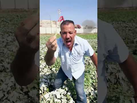 مواطن مصري يستغيث بربنا بسبب الارض