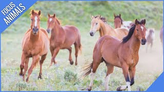 Wild Horses and Horse Sounds by Focus ANIMALS 3,182 views 2 years ago 3 minutes, 21 seconds