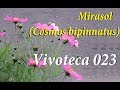 Vivoteca 24 Mirasol Cosmos bipinatus