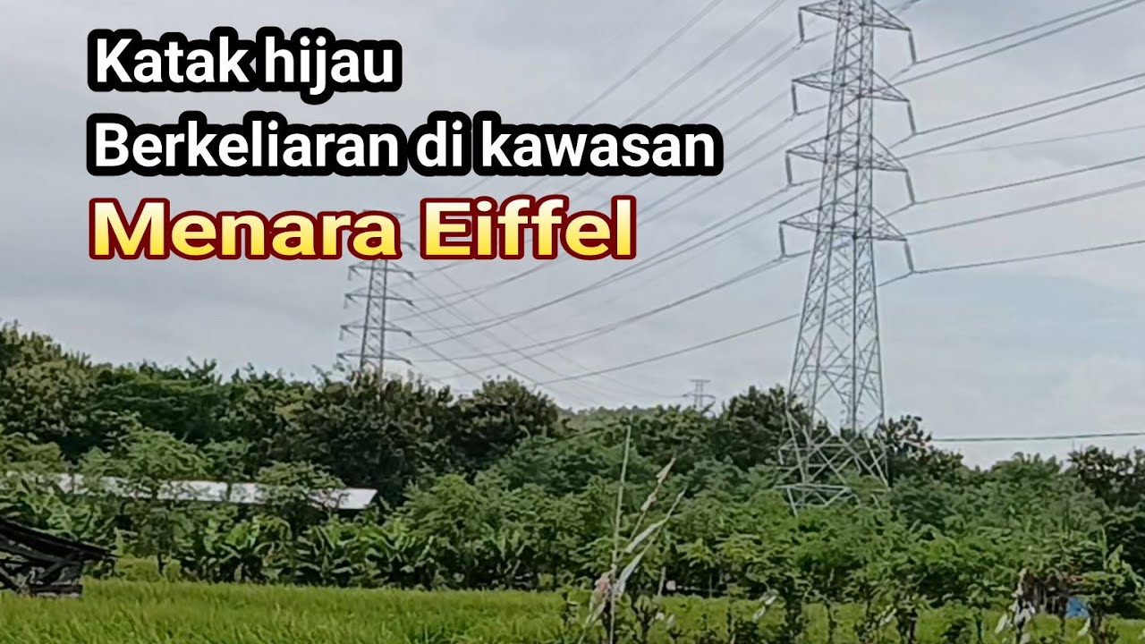 Katak hijau di kawasan menara Eiffel 