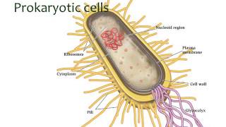 BI177 Chapter 4 General Features of Cells - Part 2 of 5