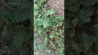 स्थानीय प्राकृतिक संपदा #himachal #naturalhealth