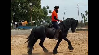 Friesian horse for sale in India #friesian #friesians_of_india #friasians