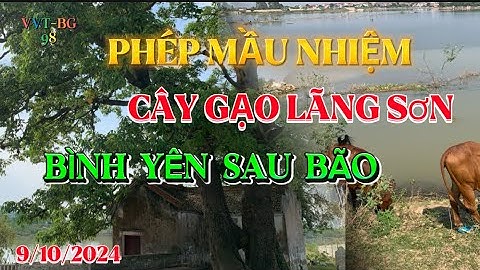Hình ảnh cây gạo Lãng Sơn sau bão đi qua