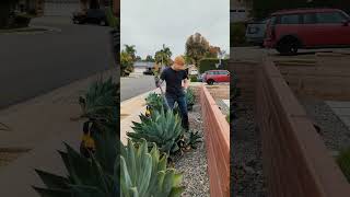 Removing these baby blue flame agaves