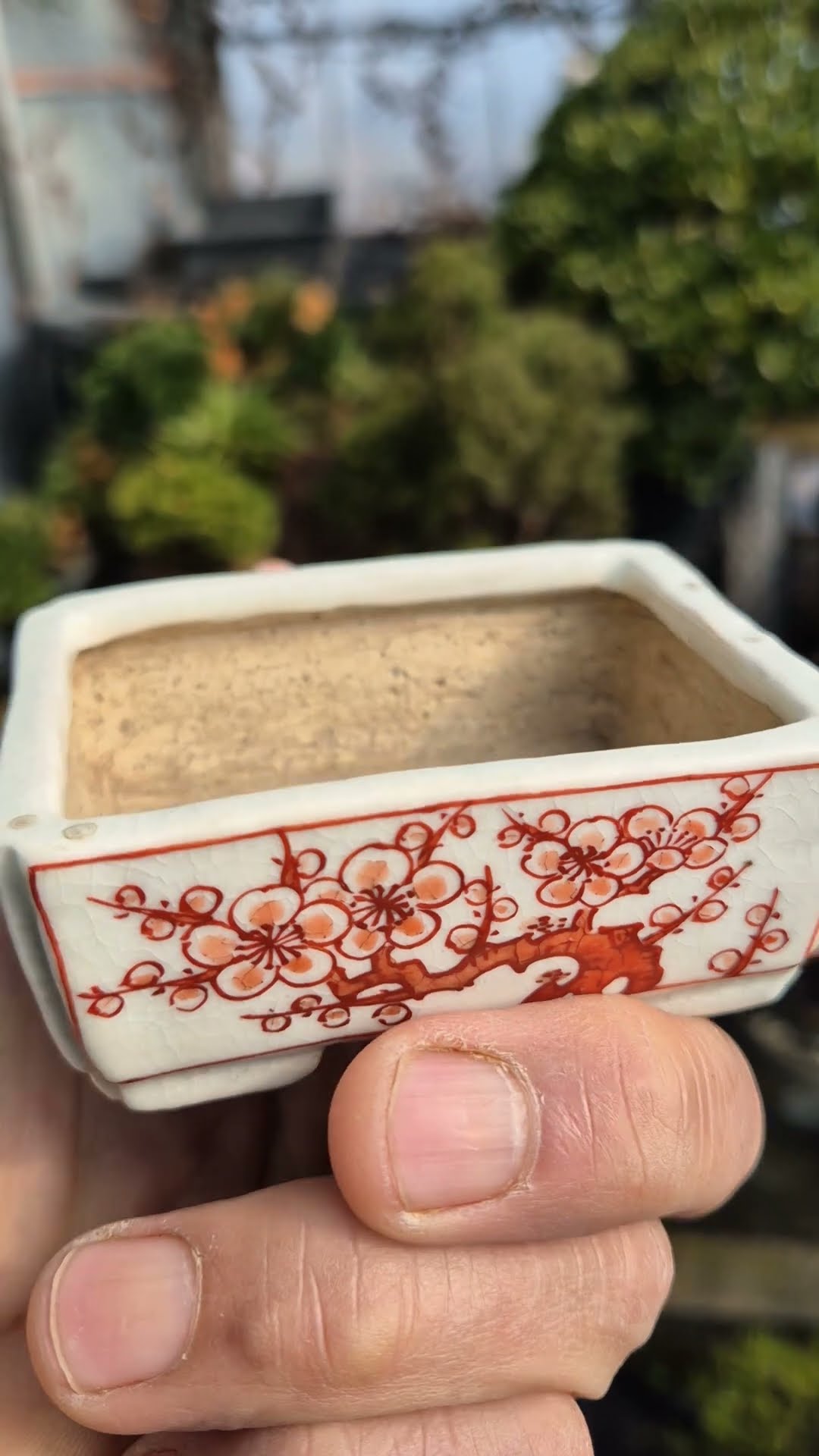 先代祝峰#盆栽鉢#盆蒐集#smile_bonsai_auction - YouTube