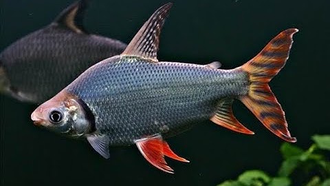 Những điều bạn cần biết về loài cá phi phụng - loài cá cảnh chuyên gia dọn bể