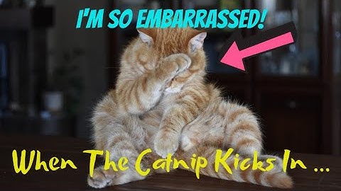 CATS AND CATNIP | WHEN THE CATNIP KICKS IN [HILARIOUS]