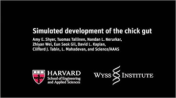 Simulated development of the chick gut | Harvard School of Engineering and Applied Sciences