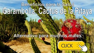 #Diabetes Garambolla cactus o planta de la pitaya conoce sus beneficios Alternativo Natural