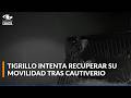 Tigrillo de seis meses fue rescatado en Bogotá: ya inició proceso de recuperación