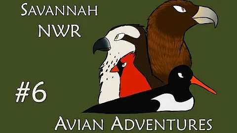 Avian Adventures - Episode 6 - Savannah National Wildlife Refuge