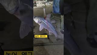 감포 농어 살아 있네 ㅋ