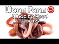 Worm Farm 5 - (What to feed Worms)