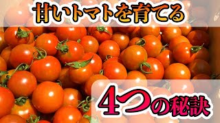 【トマト】これをするだけで初心者でも簡単に甘いトマトが作れます家庭菜園におすすめ