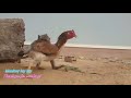 القرد مسخوط ودجاجة معندهاش زهر القرد مسخوط ودجاجة معندهاش زهر