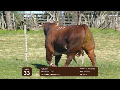 LOTE 33 MACHO