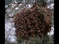 First Swarm of 2020