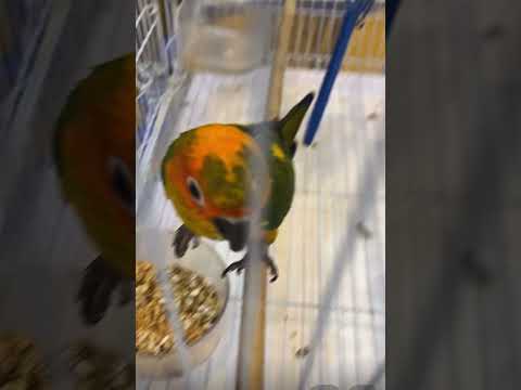 طير يختلف عليك هو صن كنيور ولا جنداي كنيور 