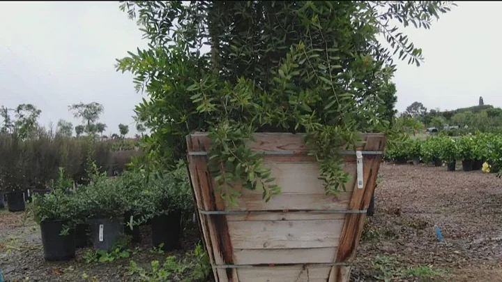 Is 'Botanical Sexism' a growing issue in San Diego...