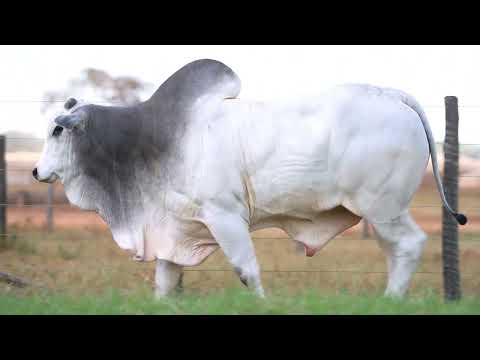 LOTE 74 - B 160