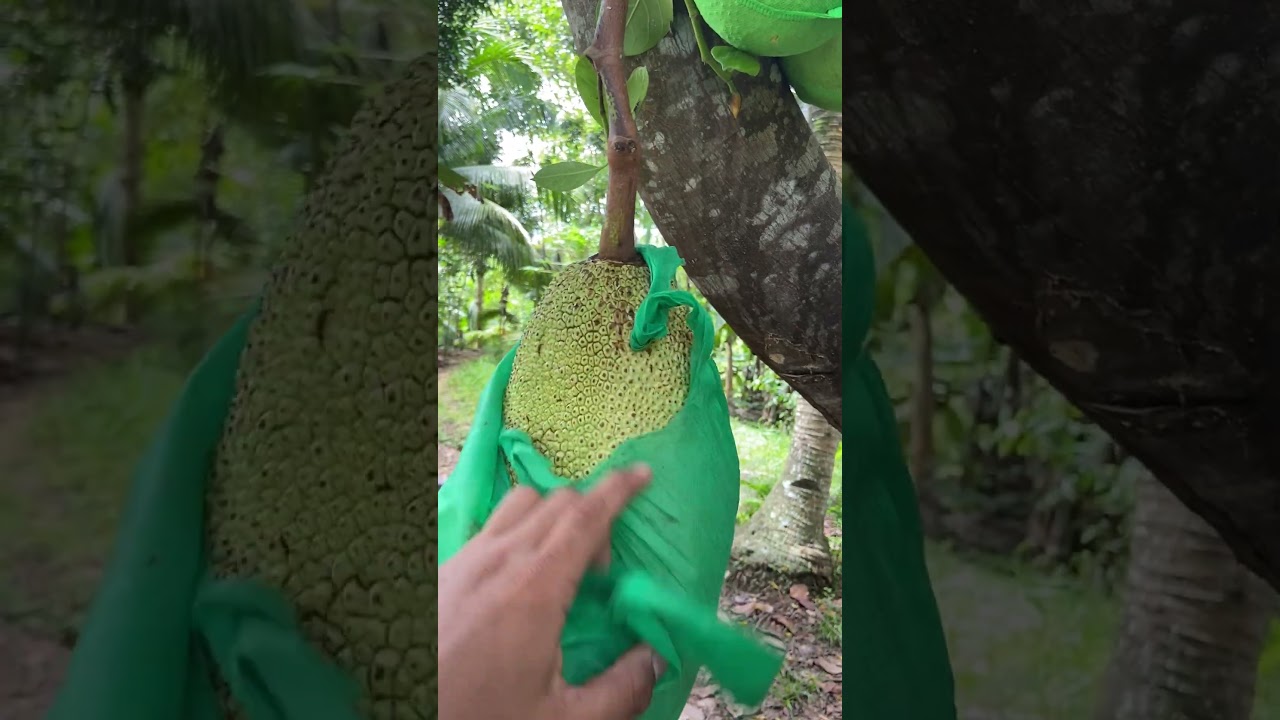 Jackfruit yummy #viral #food #jackfruit #fruits uit