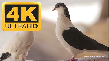 Pigeon Relaxing Instrumental Meditation Music Video