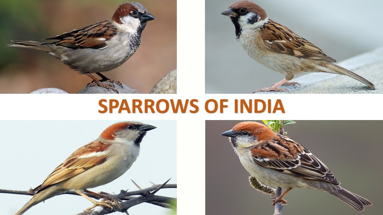 Sparrows of India ๐ฎ๐ณ | Birds | Indian Birds - YouTube