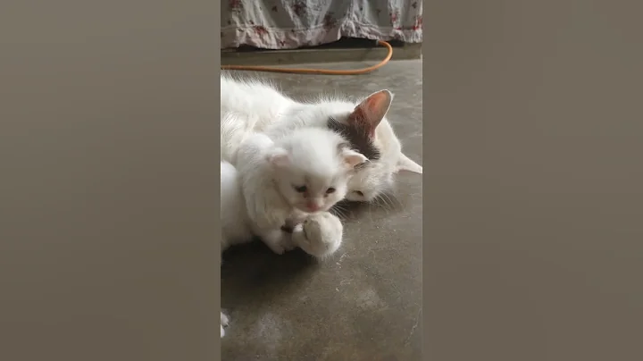 Watch the video about Mom Playing With her Kitten 🐾 Cute Persian Cat 😺 #cat #kitten #cuteanimals