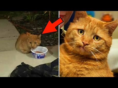 Video: Sú hnedé mačky zriedkavé?