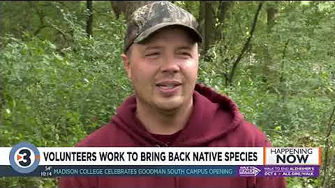 Volunteers remove invasive plant in hopes that nat...