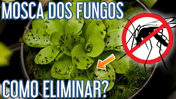 Como eliminar Mosquitinhos pretos das plantas?