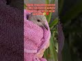 Врятували пташку голуби пташка Youtubeshorts Like Tiktok Shorts Birdie Dove Cute Love
