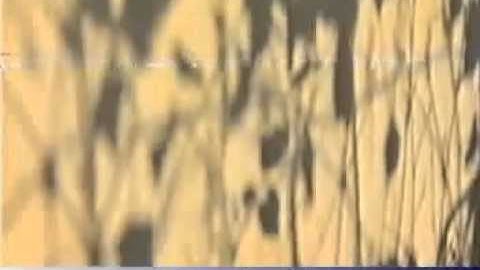 GS. Đỗ Tất Lợi - Tác giả Những cây thuốc và vị thuốc Việt nam