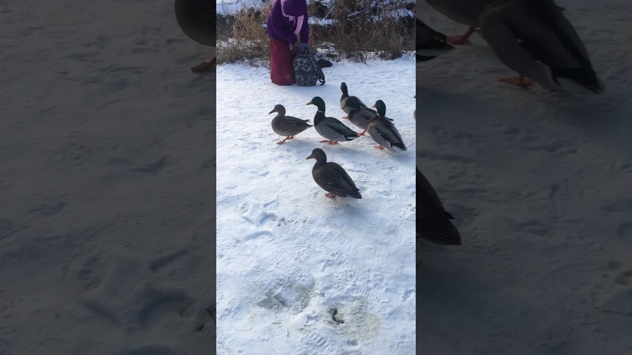 Ducks At Park Part 1 YouTube Ducks At Park Part 1 YouTube