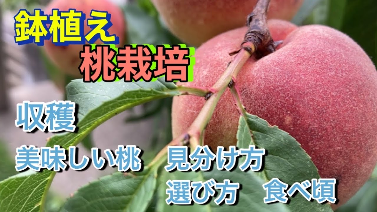 鉢植え桃🍑栽培】美味しい桃の収穫(見分け方、選び方、食べ頃) - YouTube